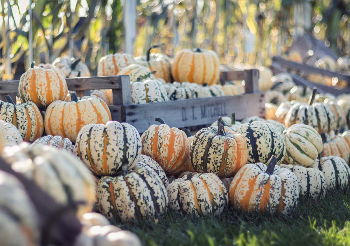 White Spotted Pumpkins