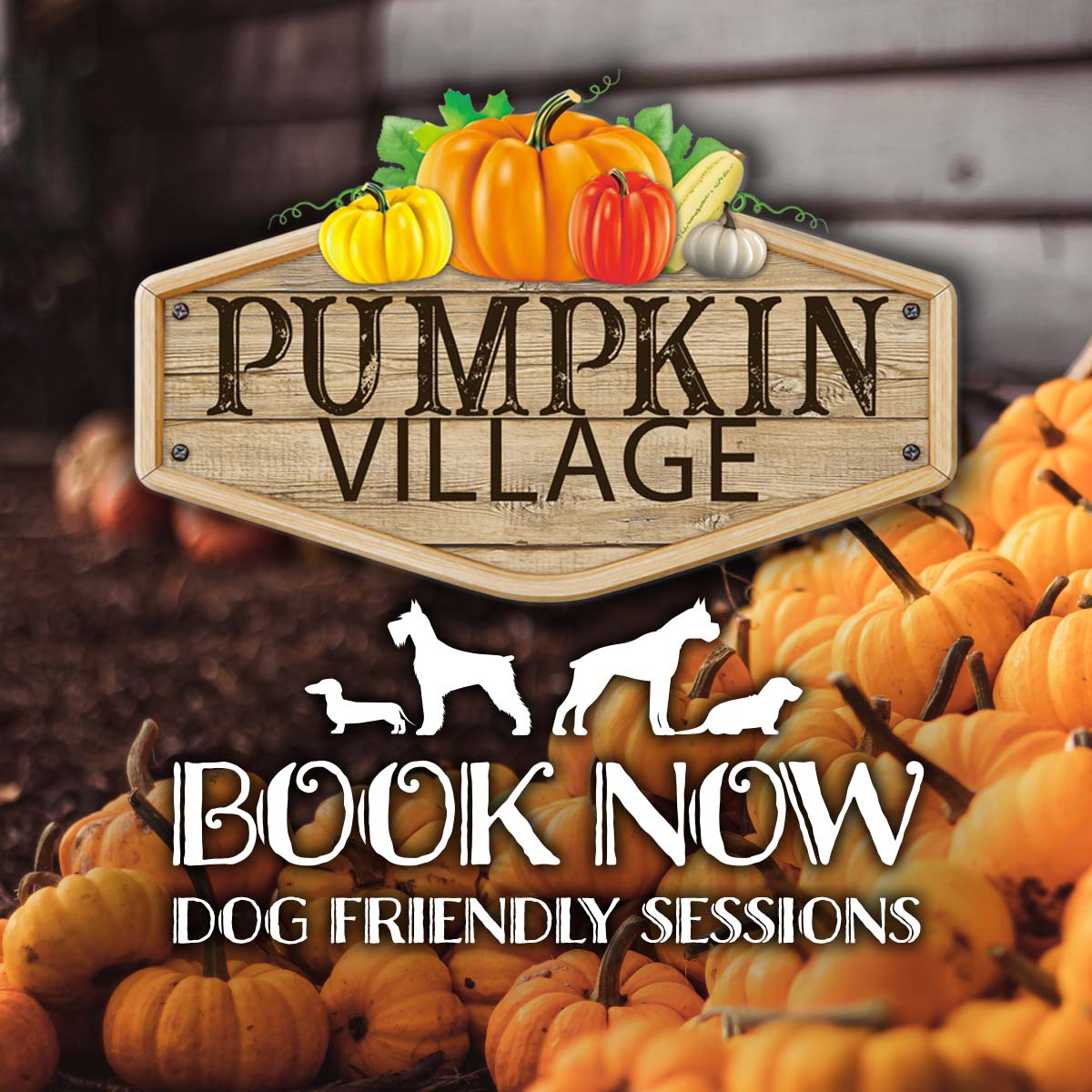 Pumpkin Picking Village - Dog Friendly Sessions Book Now