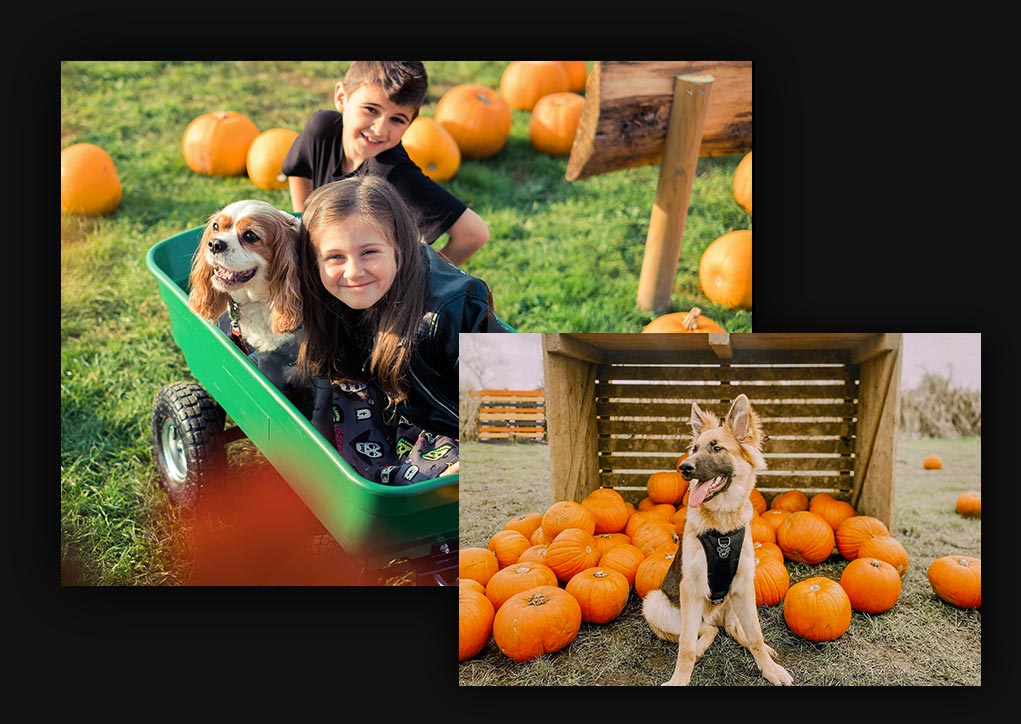 Pumpkin Picking Dog Friendly Sessions